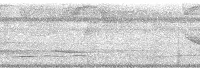 Streak-chested Antpitta (Pacific Slope) - ML57377