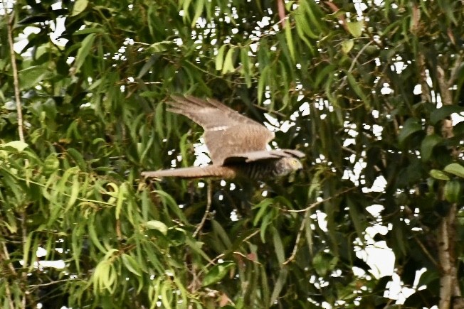 Collared Sparrowhawk - ML573772011