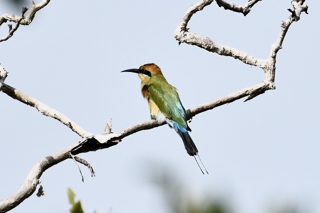 Rainbow Bee-eater - Russell Waugh