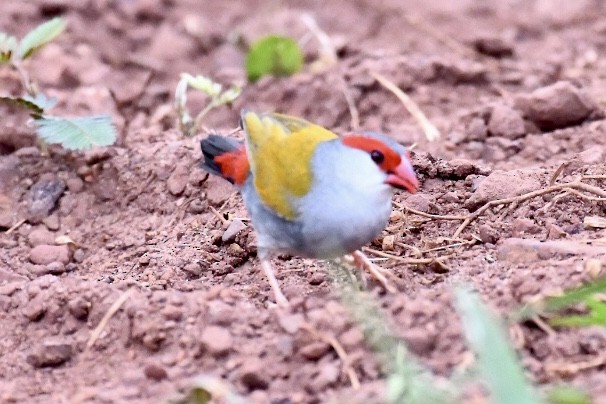 Red-browed Firetail - ML573774621