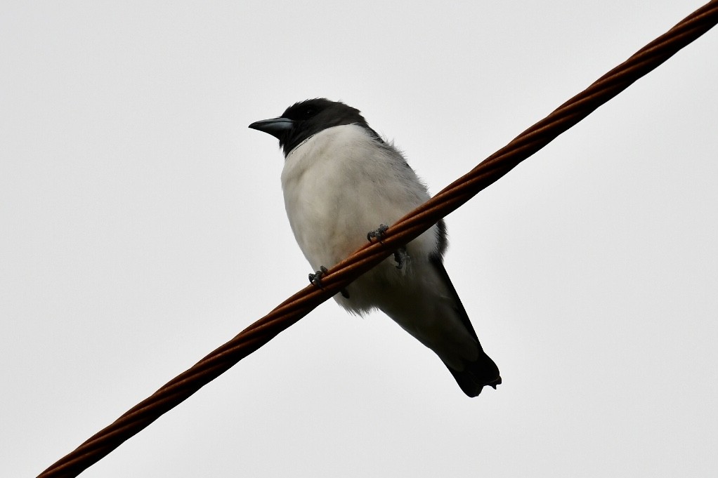 White-breasted Woodswallow - ML573774851