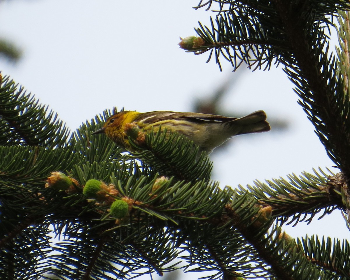 Cape May Warbler - ML573776201