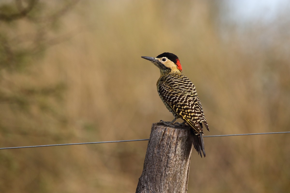 Green-barred Woodpecker - ML573779961