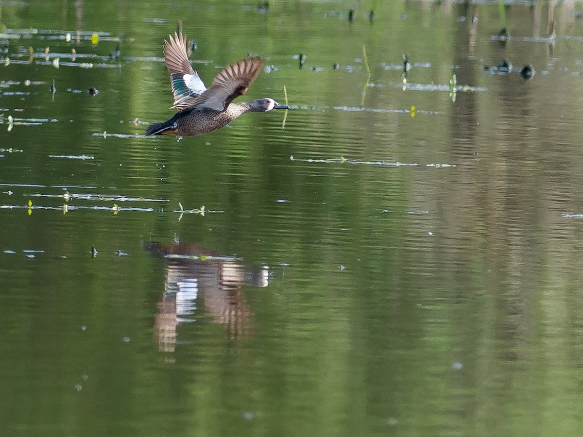 Blue-winged Teal - ML573782051