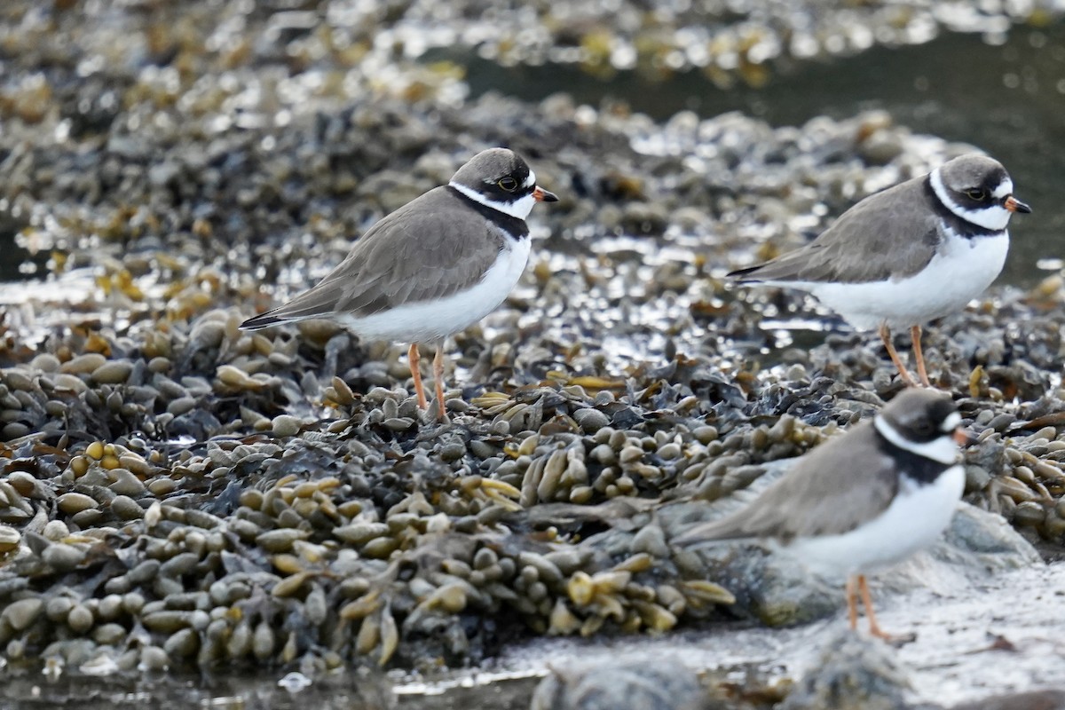 Semipalmated Plover - ML573782771