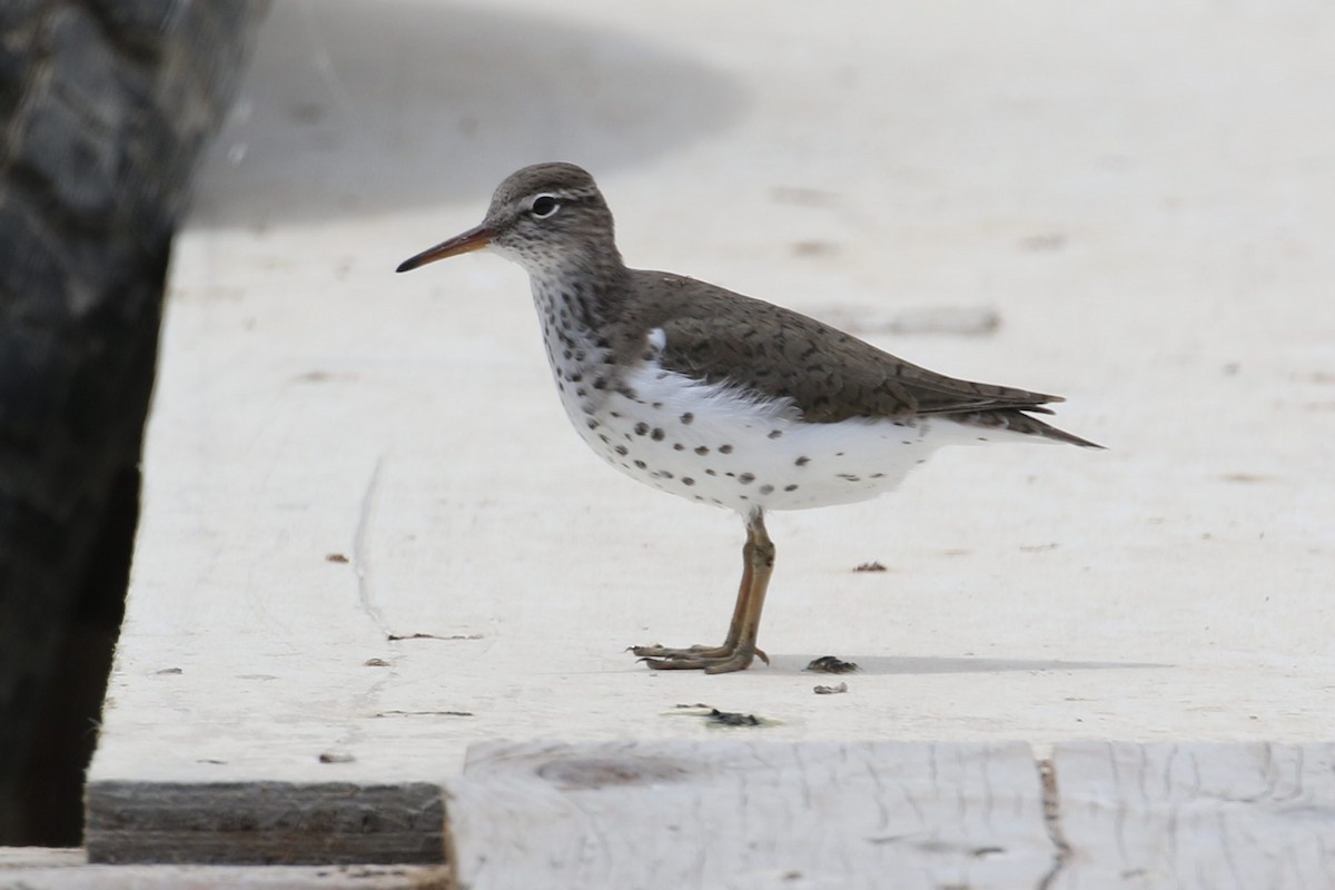 Spotted Sandpiper - Peter Roberts