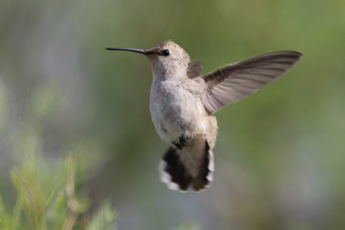 hummingbird sp. - Peter Roberts