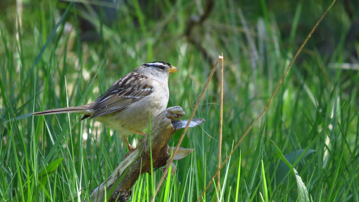 White-crowned Sparrow - ML573793291