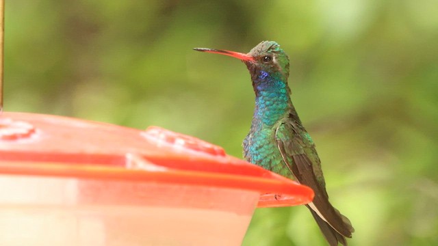 Broad-billed Hummingbird - ML573796261