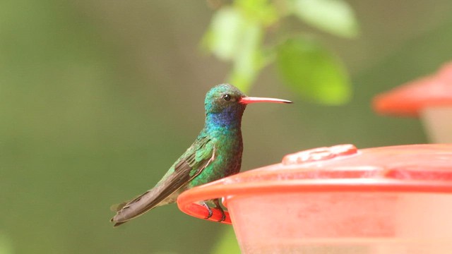 kolibřík širokozobý - ML573796271