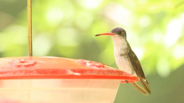 kolibřík fialovokorunkatý - ML573796391