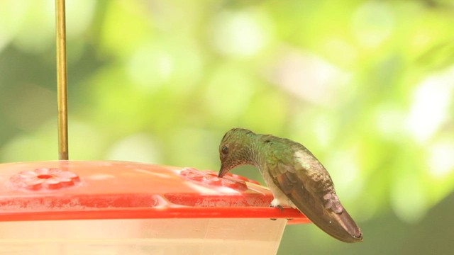 kolibřík mexický - ML573796431