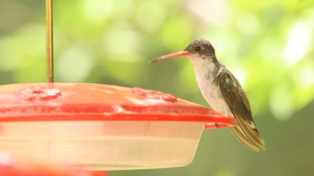 kolibřík fialovokorunkatý - ML573796451