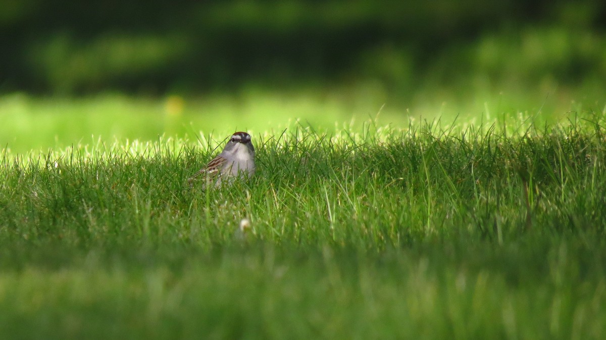 Chipping Sparrow - Josiah Chase