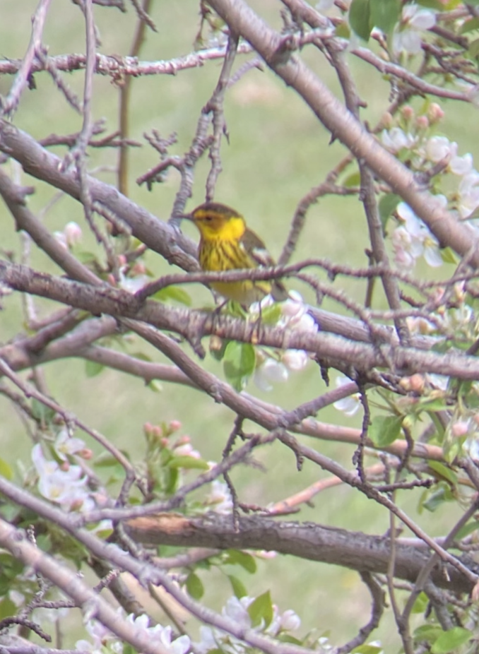Cape May Warbler - ML573798511