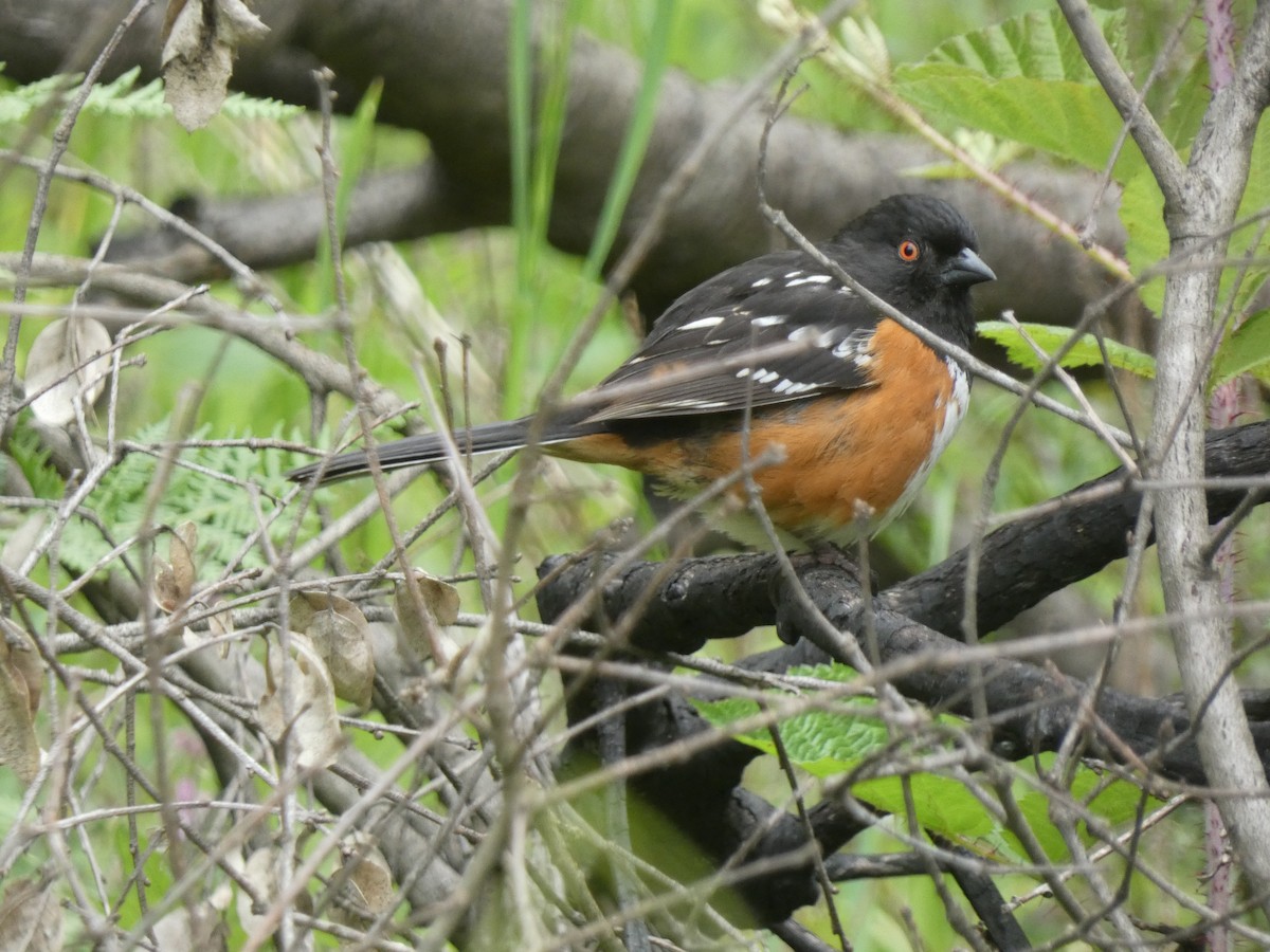 Spotted Towhee - ML573798631