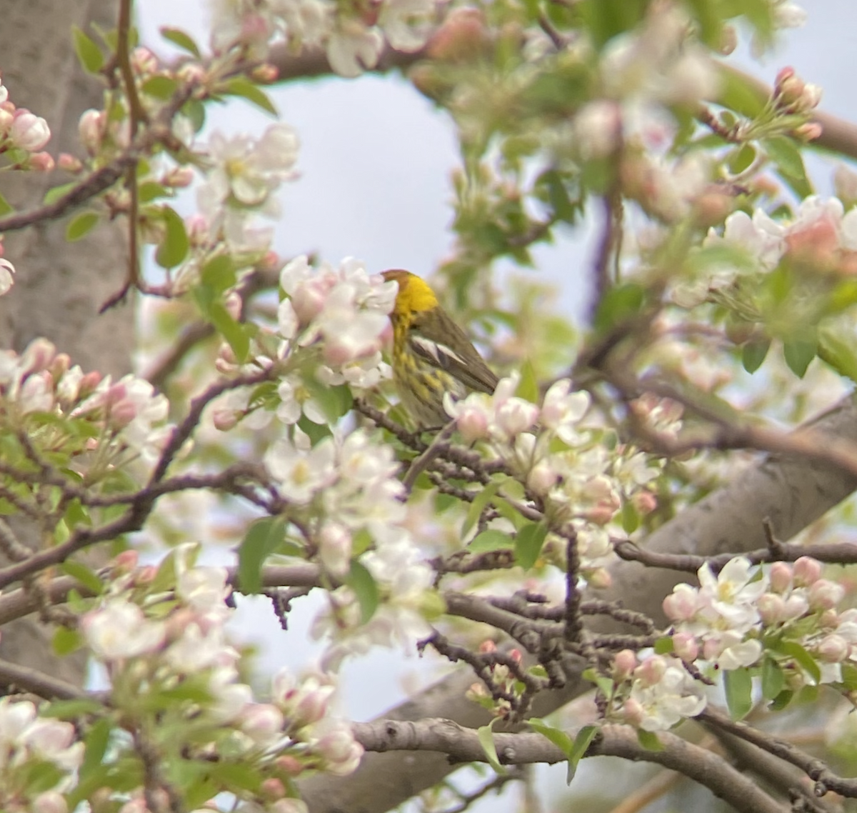 Cape May Warbler - ML573799131