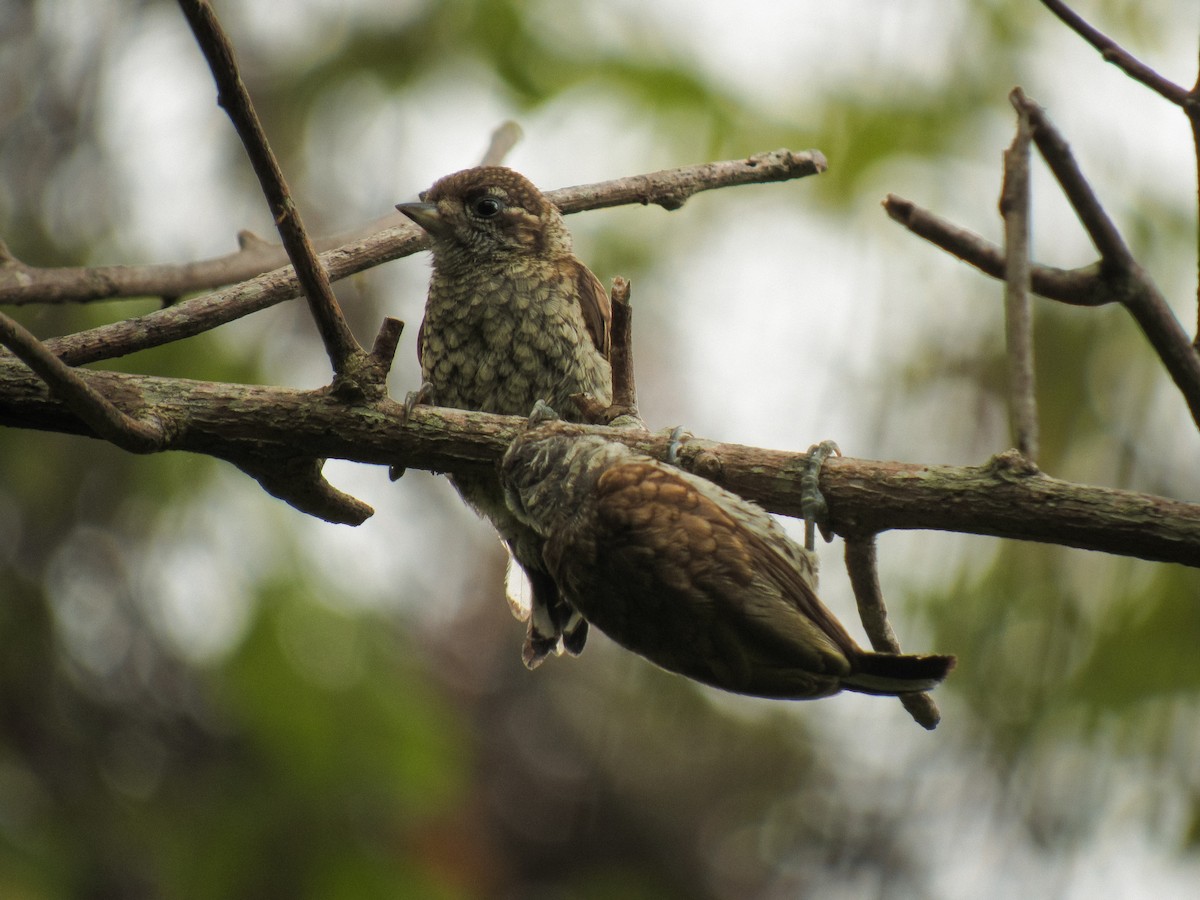 Scaled Piculet - ML573799141