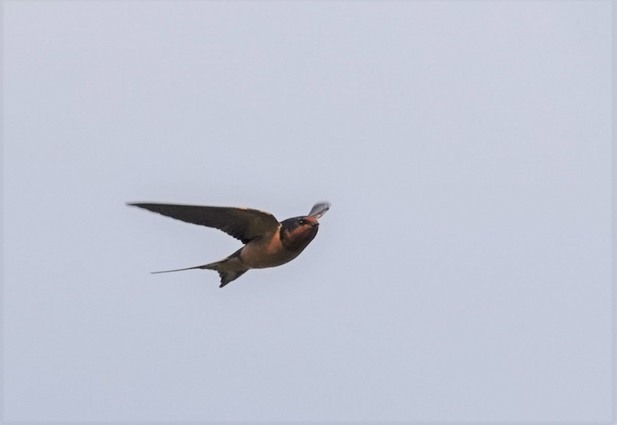 Barn Swallow - ML573799191