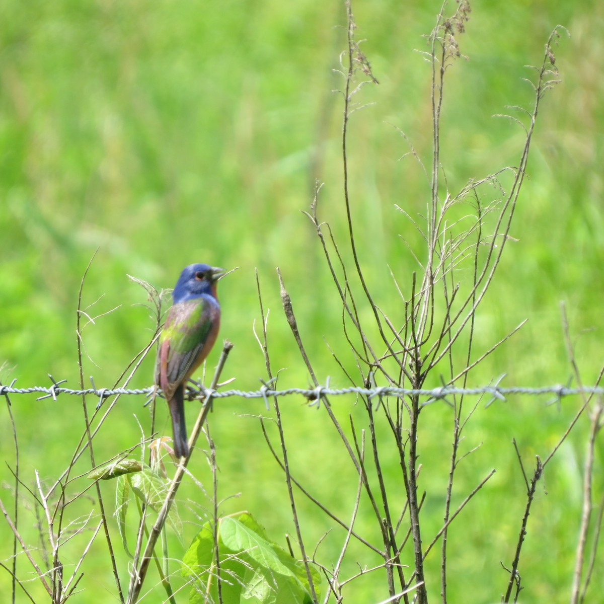 Painted Bunting - ML573800891
