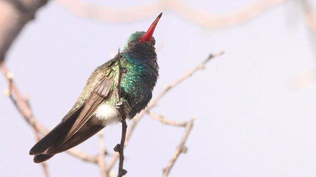 kolibřík širokozobý - ML573804411
