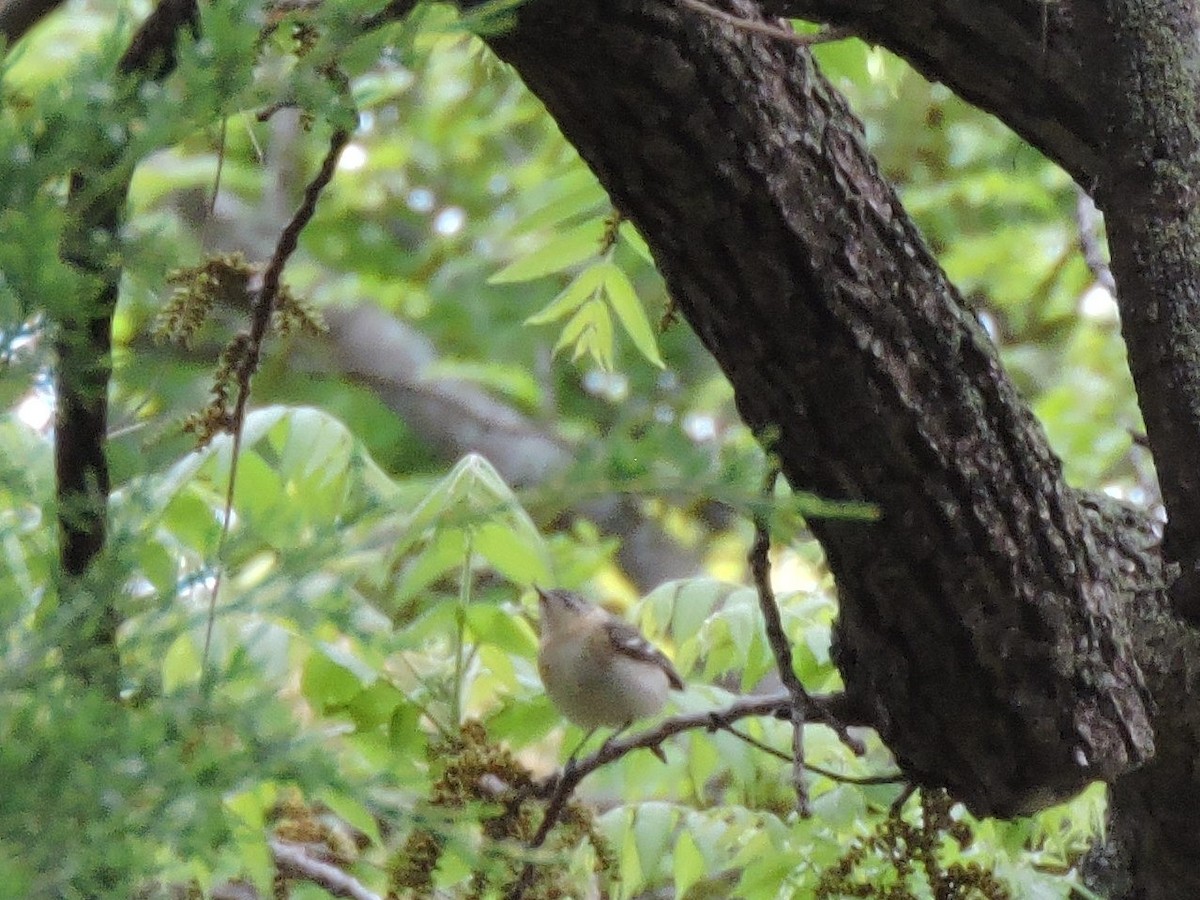 Bay-breasted Warbler - ML573805141