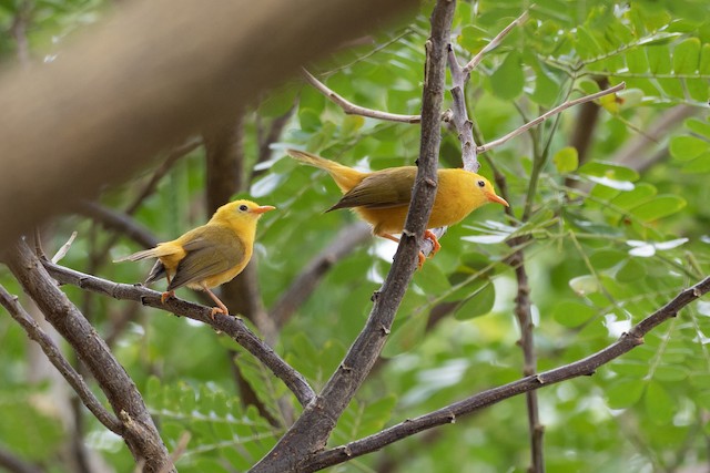 Similar species: Golden White-eye (<em class="SciName notranslate">Cleptornis marchei</em>). - Golden White-eye - 