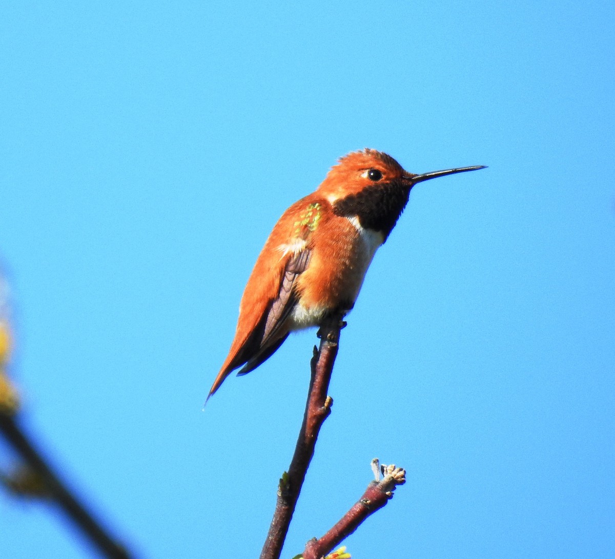 Rufous Hummingbird - Jody  Wells
