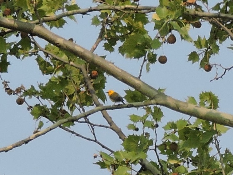 Prothonotary Warbler - Justin Rink