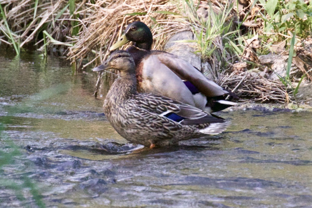 Ebird Checklist May Thomas P Bentley Nature Preserve Species