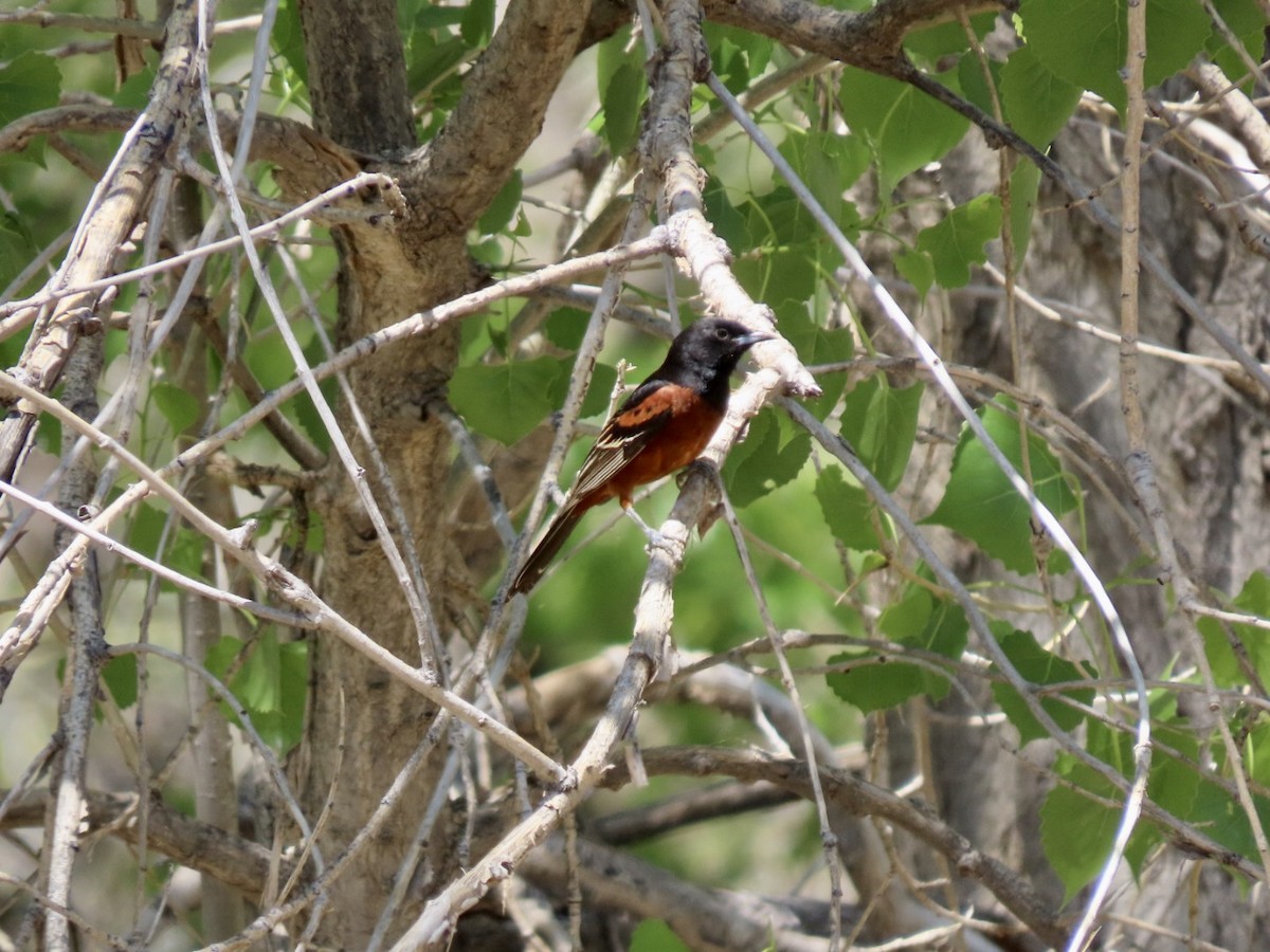 Orchard Oriole - ML573806731