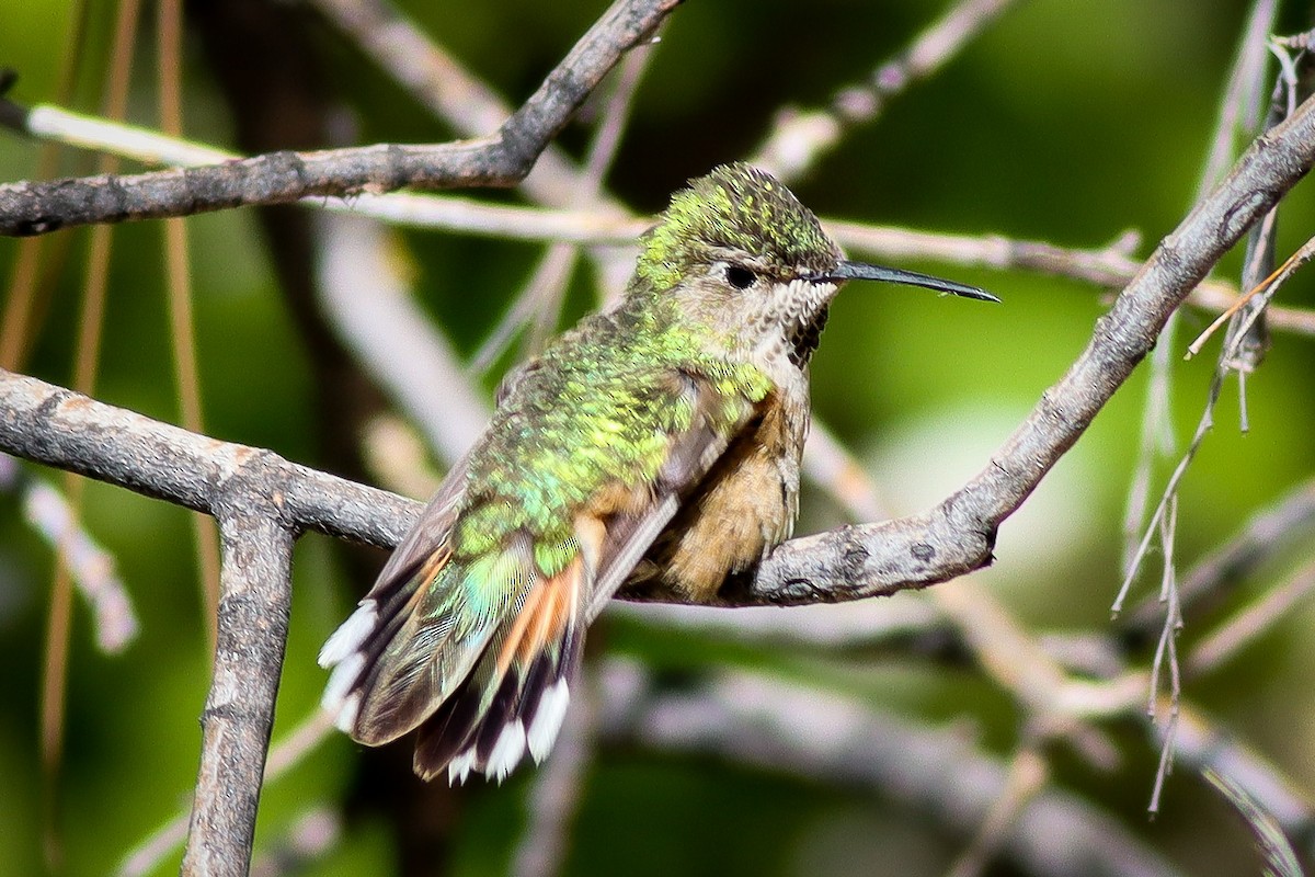 Broad-tailed Hummingbird - ML573808181