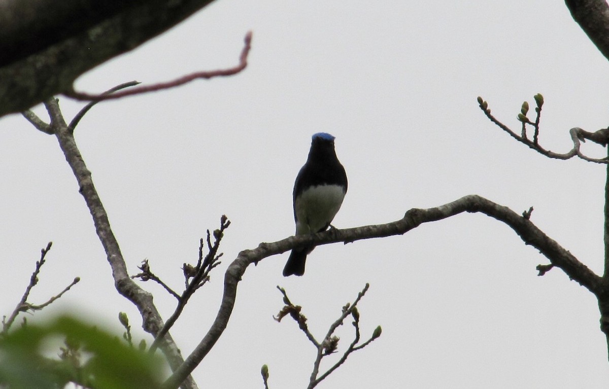 Blue-and-white Flycatcher - ML57381201