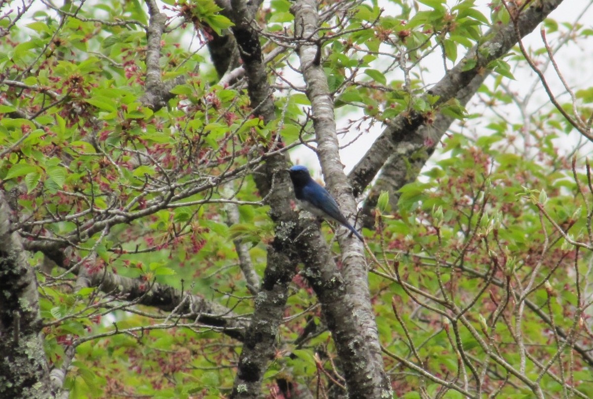 Blue-and-white Flycatcher - ML57381211