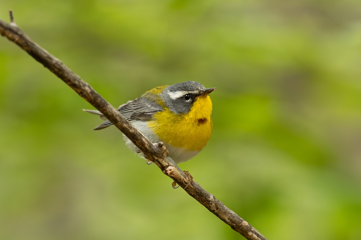 Crescent-chested Warbler - ML573812111