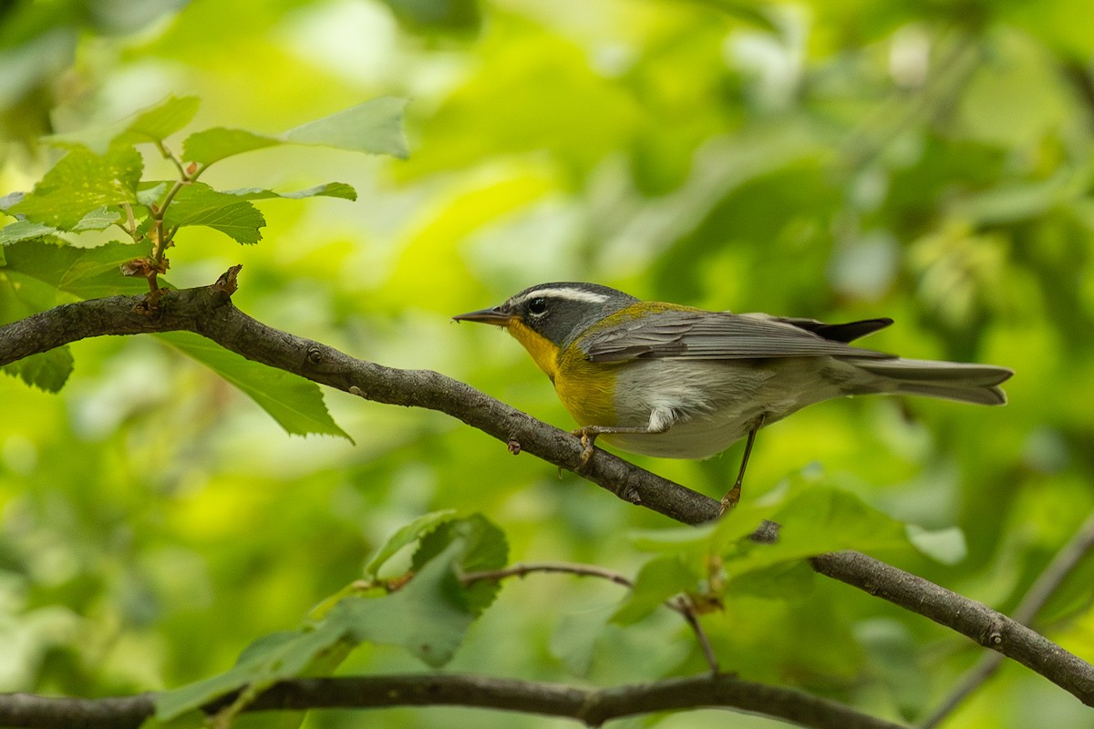Crescent-chested Warbler - Sandra Peterson