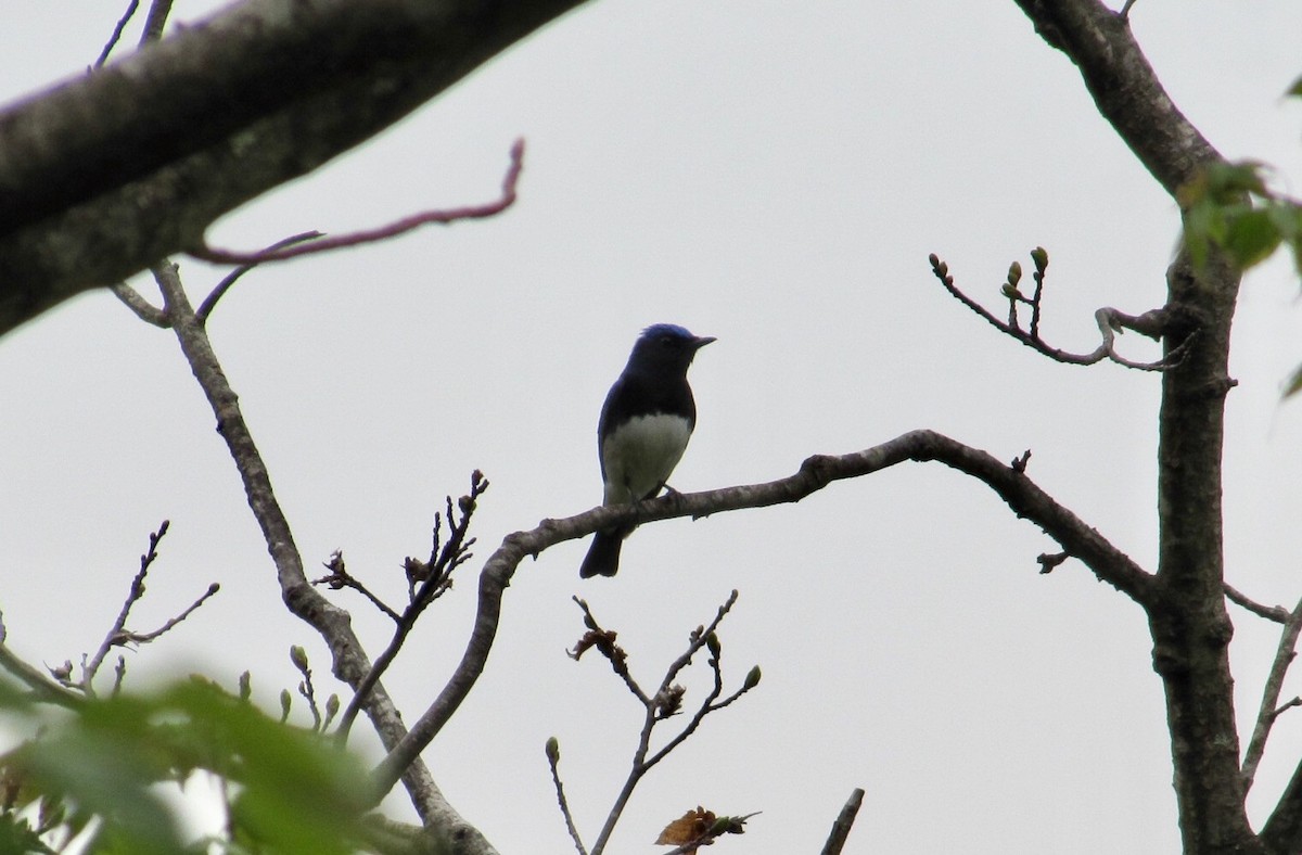 Blue-and-white Flycatcher - ML57381221