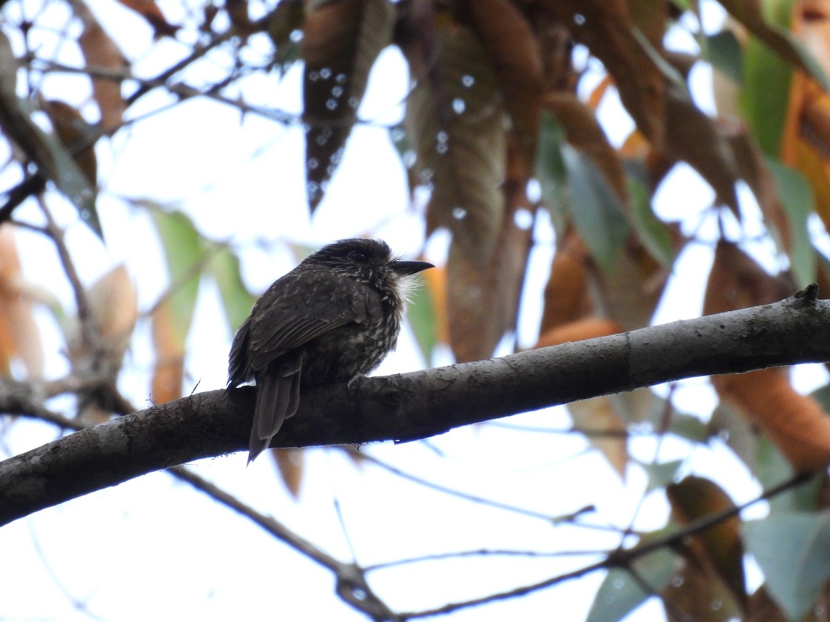 Black-streaked Puffbird - ML573814591