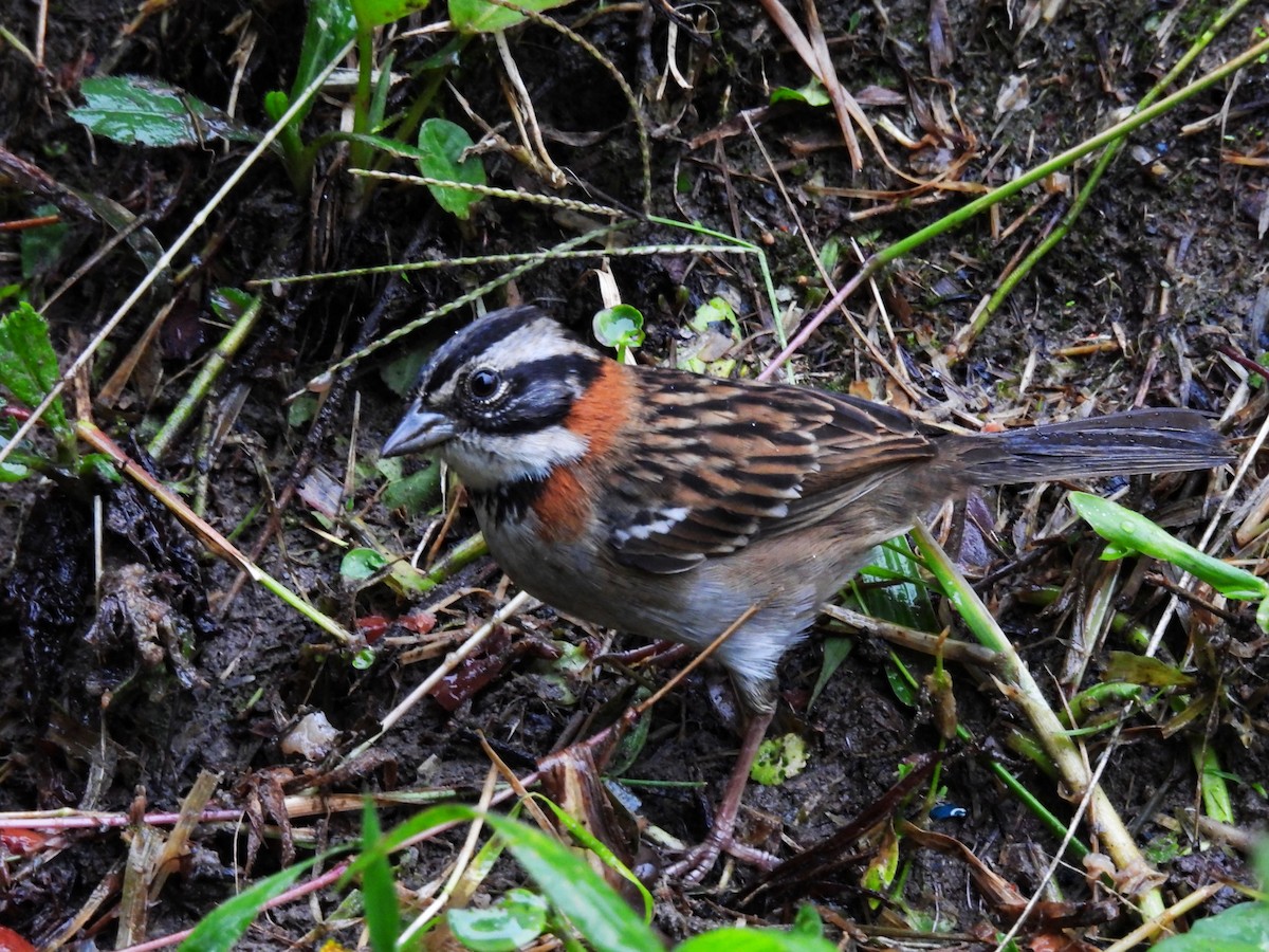 Rufous-collared Sparrow - ML573816651