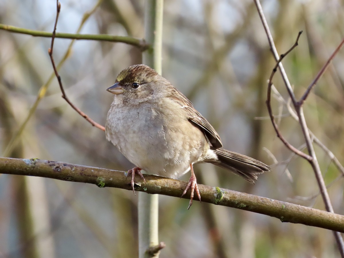 Golden-crowned Sparrow - Joseph Blowers