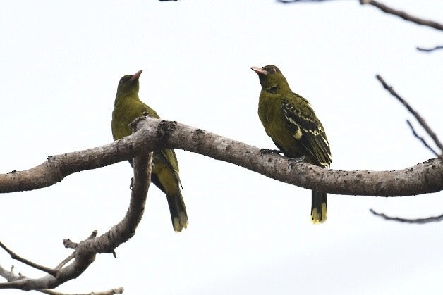 Green Oriole - Russell Waugh