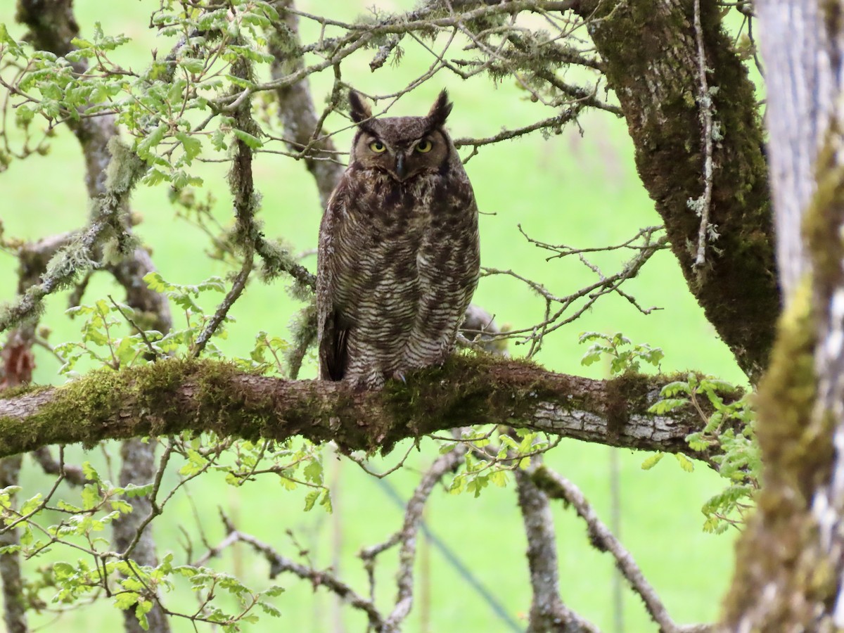Great Horned Owl - Joseph Blowers