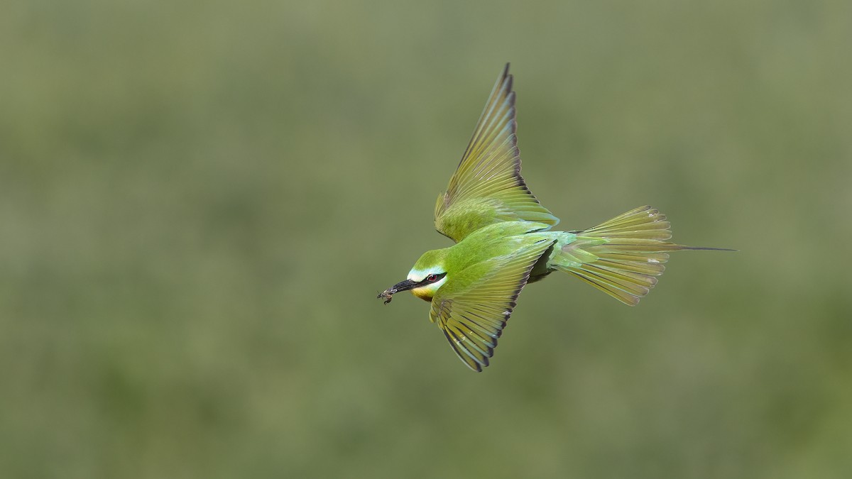 Blue-cheeked Bee-eater - ML573827411