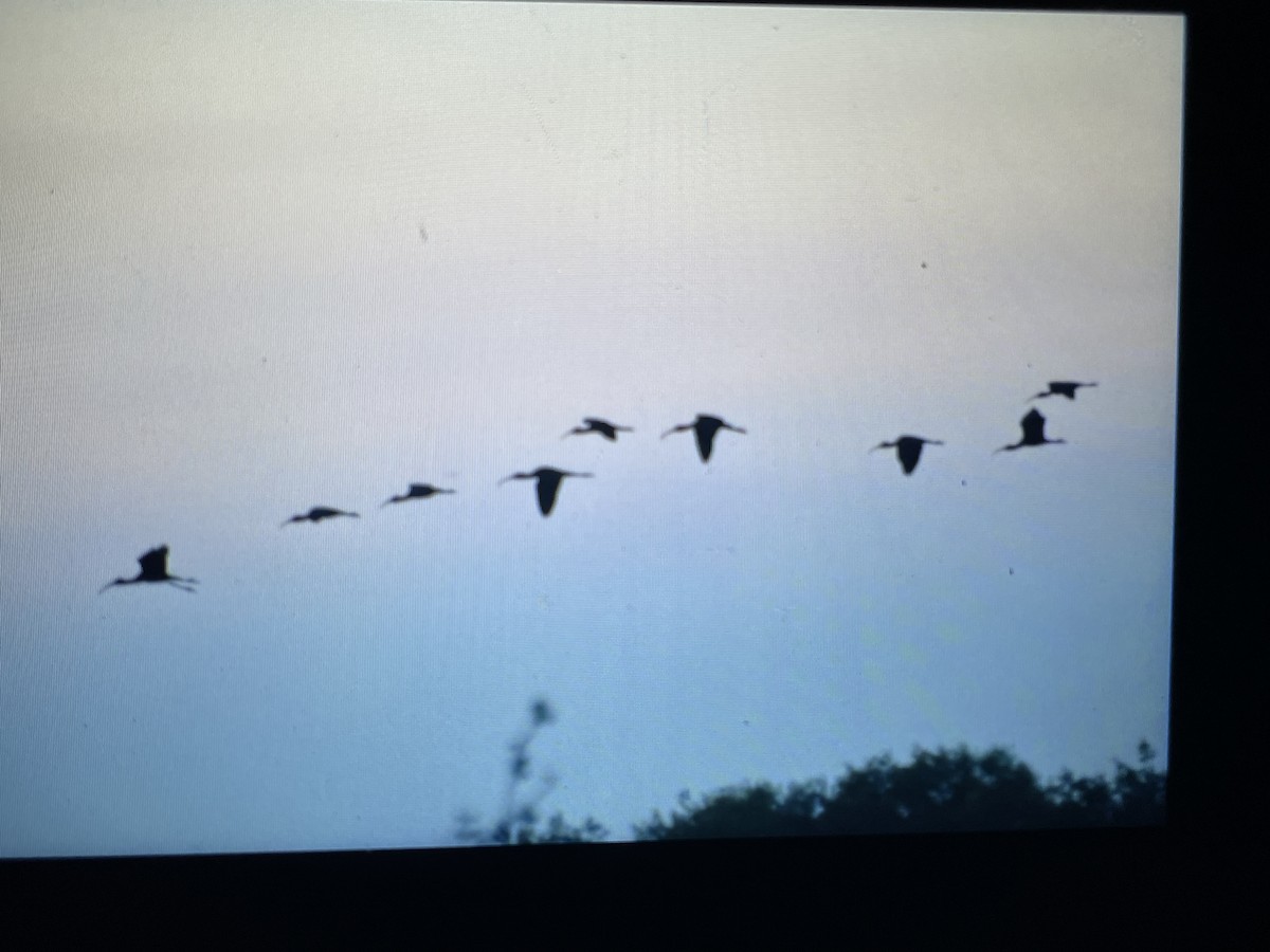 eBird Checklist 17 May 2023 Bolton Flats WMABolton 30 species