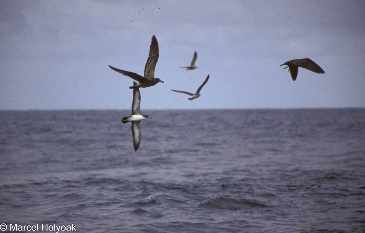 Pink-footed Shearwater - ML573832871