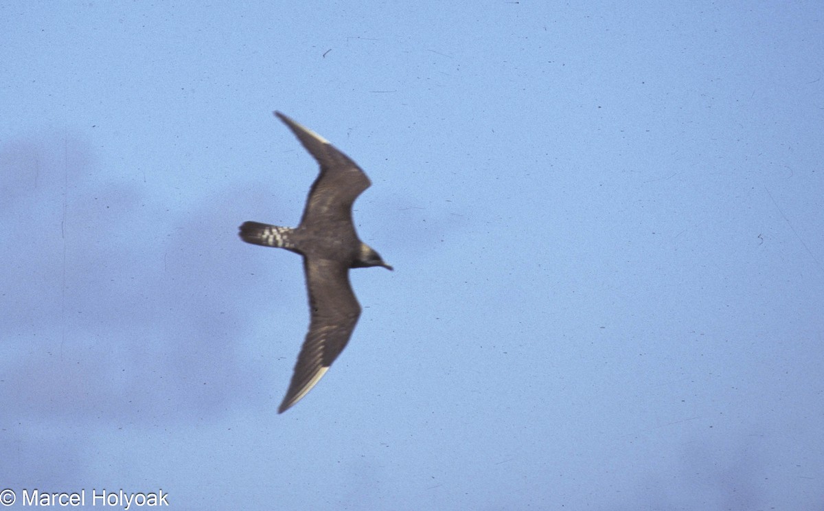 Long-tailed Jaeger - ML573833081