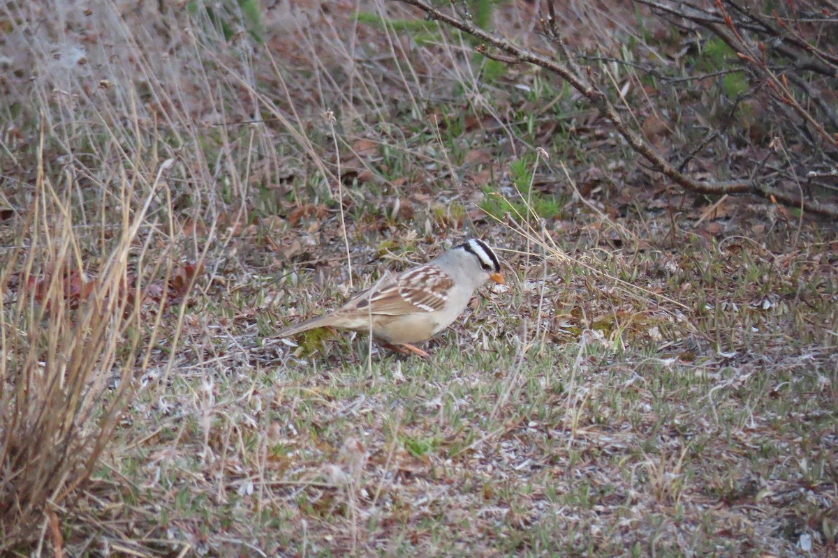 White-crowned Sparrow - ML573833691