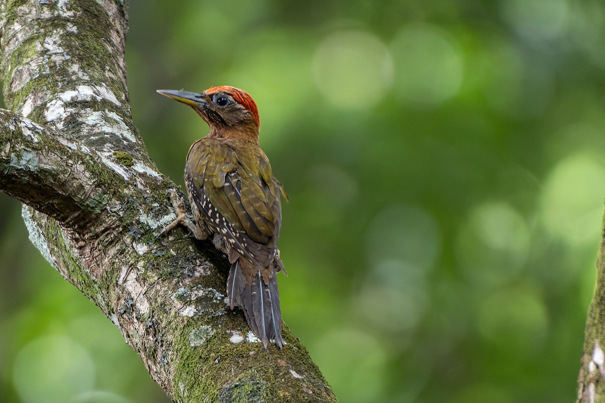 Streak-breasted Woodpecker - ML573838441