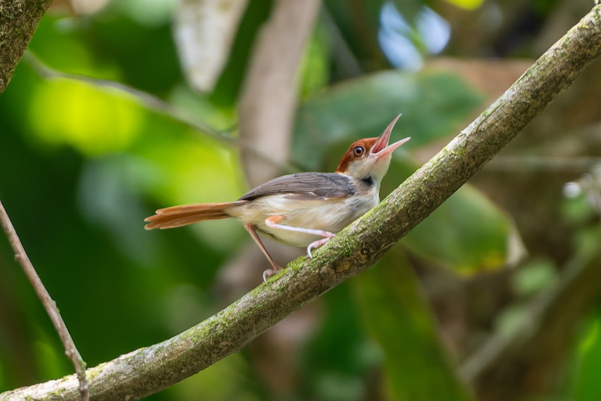 Rufous-tailed Tailorbird - ML573839061