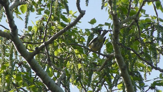 Cape May Warbler - ML573839111